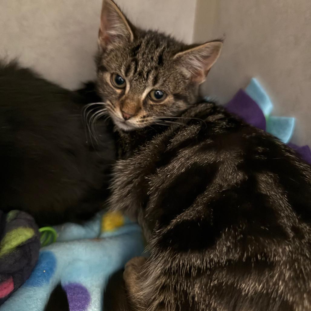 Vexa @ Pet Supermarket on Bacon's Bridge Road, Adoptable, Kitten Female Domestic Short Hair.