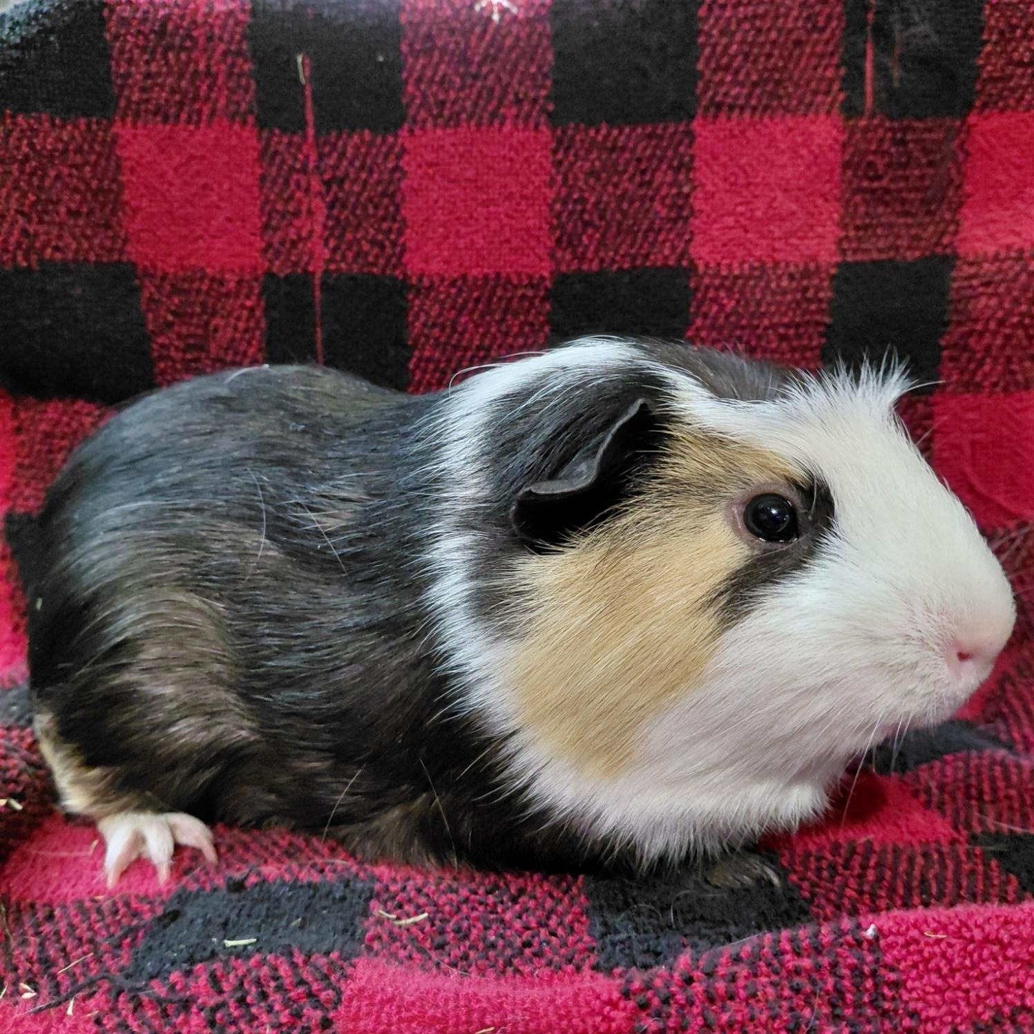 Bruno (Houses well with Blaine) , adopted, Adult Male Guinea Pig.