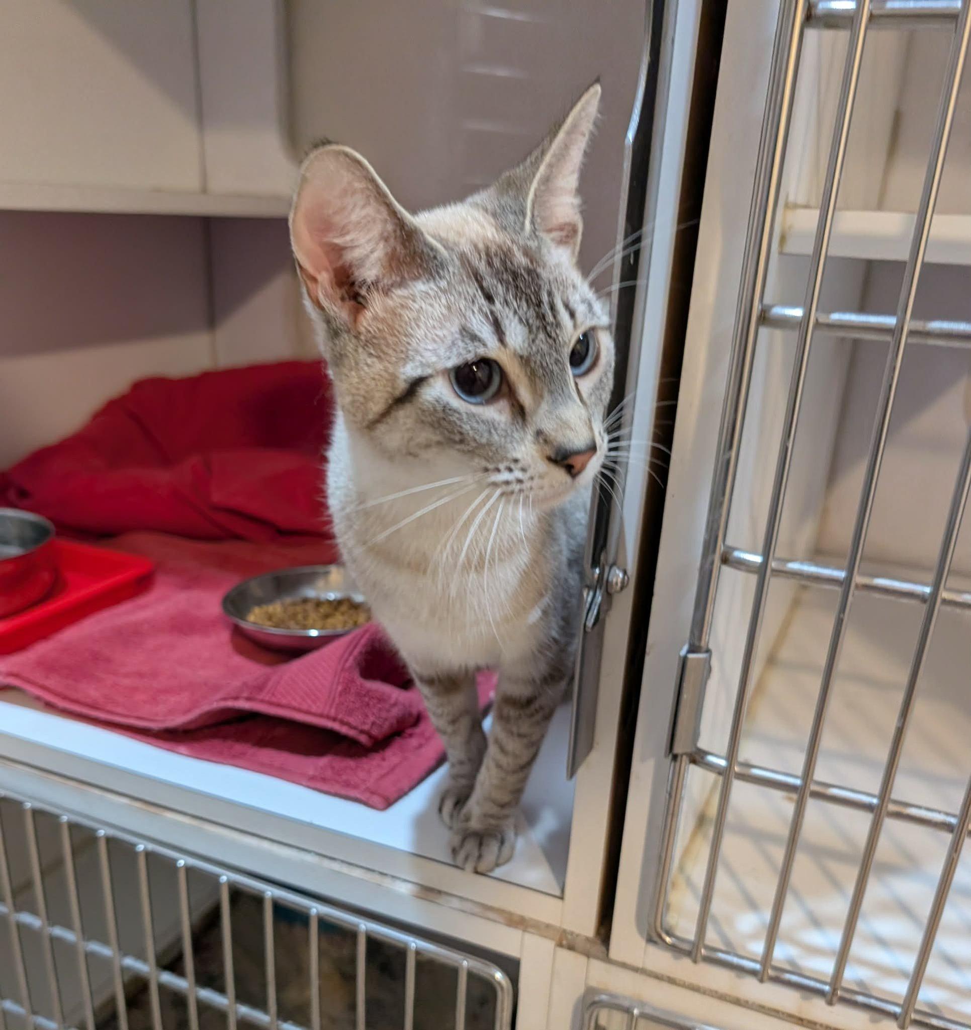 Enlarge Yuna, an adopted mixed breed in West Palm Beach, FL image 3/4