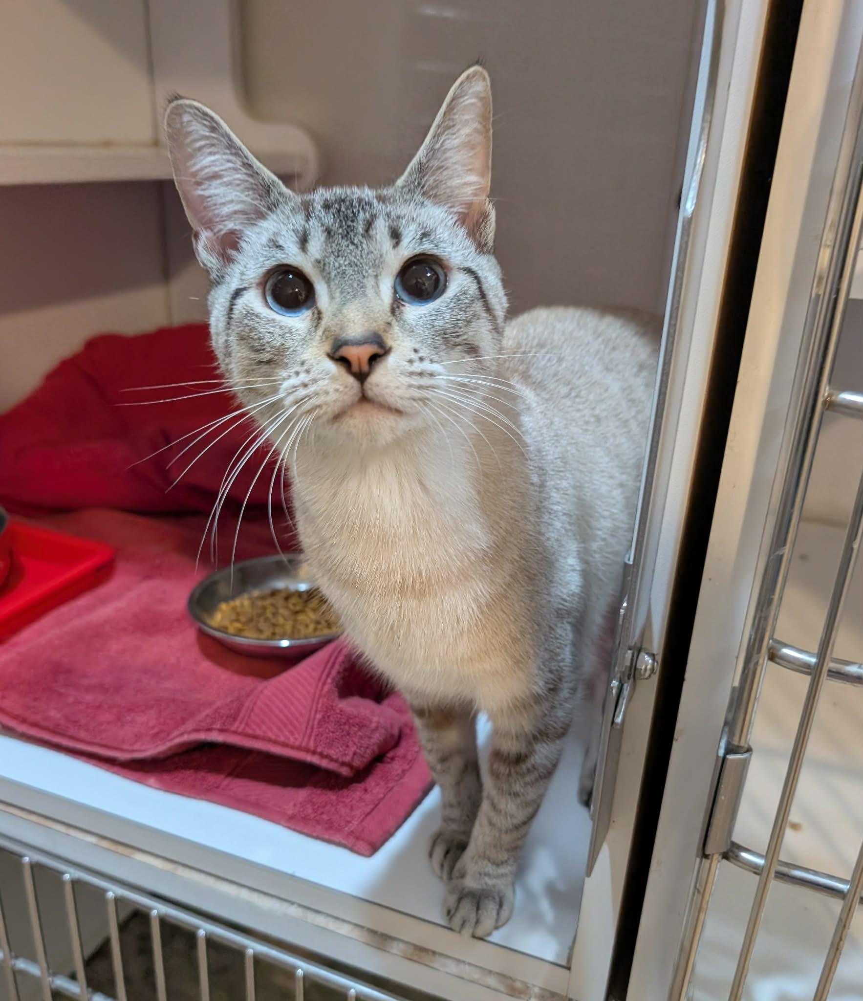 Yuna, adopted, Young Female Siamese & Domestic Short Hair.