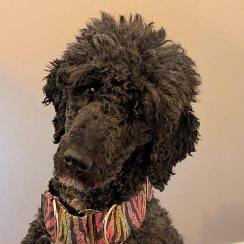 Enlarge Tundra, a Adoptable Standard Poodle in Courtice, ON image 1/5