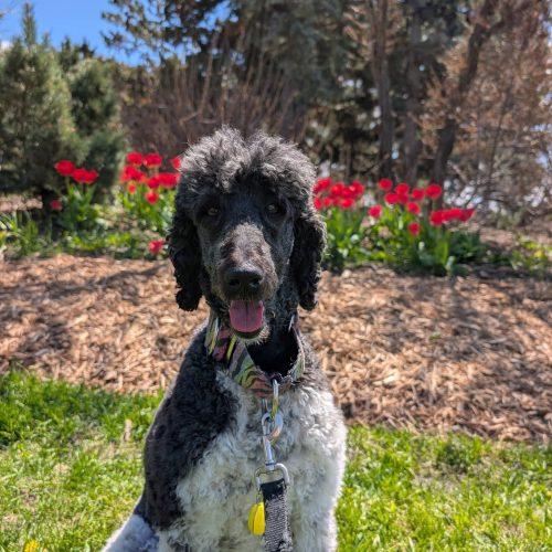 Enlarge Tundra, a Adoptable Standard Poodle in Courtice, ON image 2/5