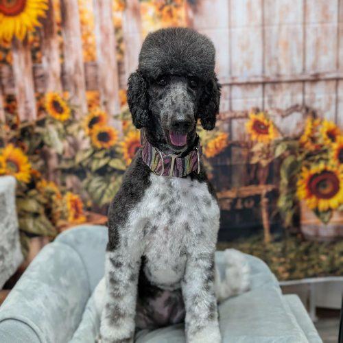 Enlarge Tundra, a Adoptable Standard Poodle in Courtice, ON image 3/5