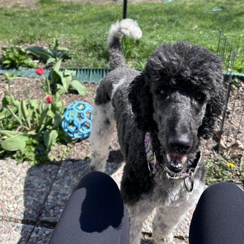 Enlarge Tundra, a Adoptable Standard Poodle in Courtice, ON image 4/5