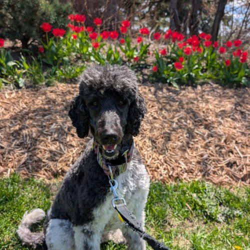 Enlarge Tundra, a Adoptable Standard Poodle in Courtice, ON image 5/5