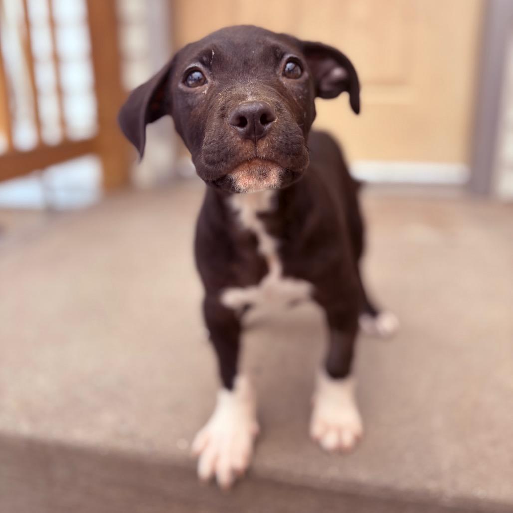 Strudel , ADOPTABLE, Puppy Male Pit Bull Terrier.