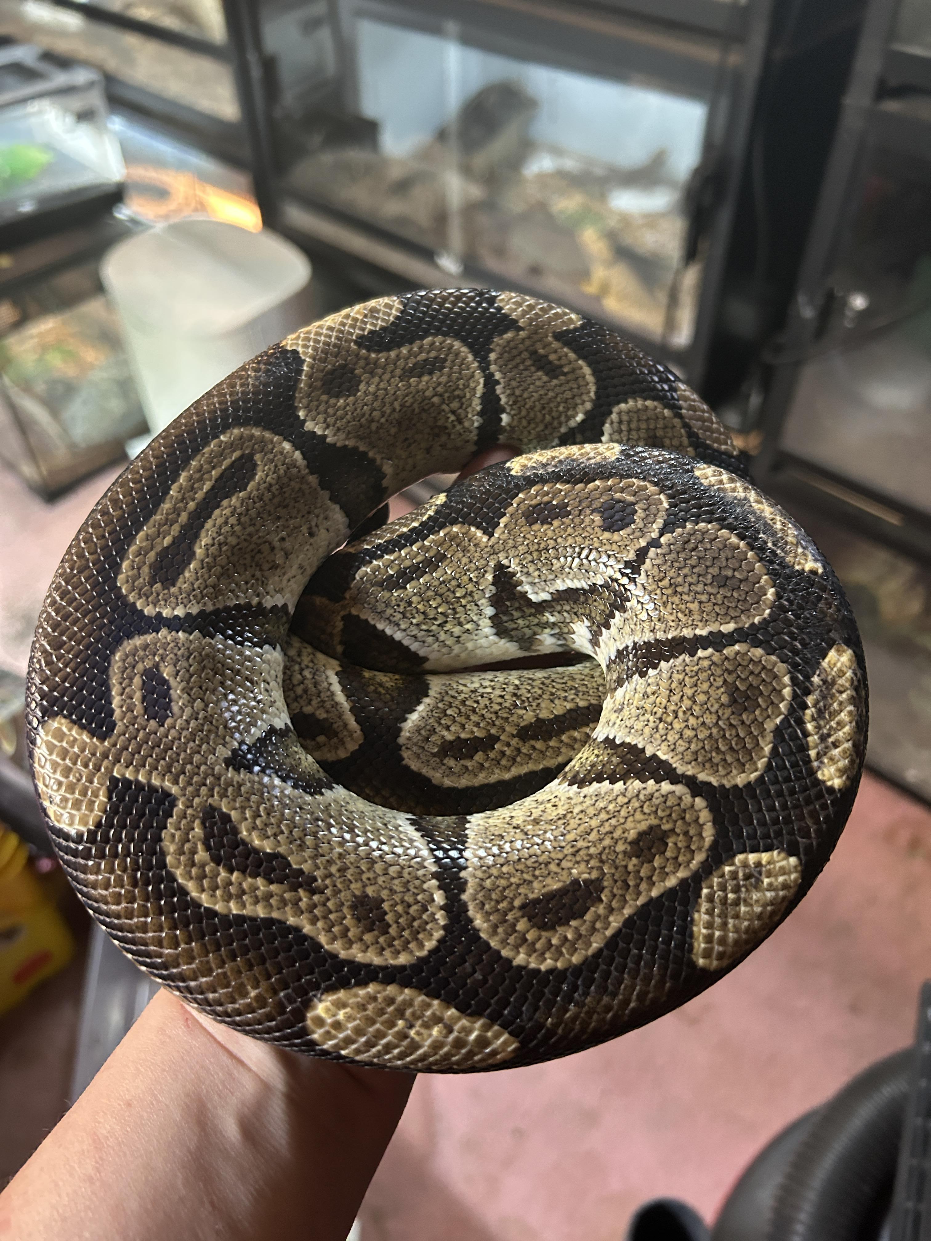 Sweets Ball Python, ADOPTABLE, Young Unknown Ball Python.