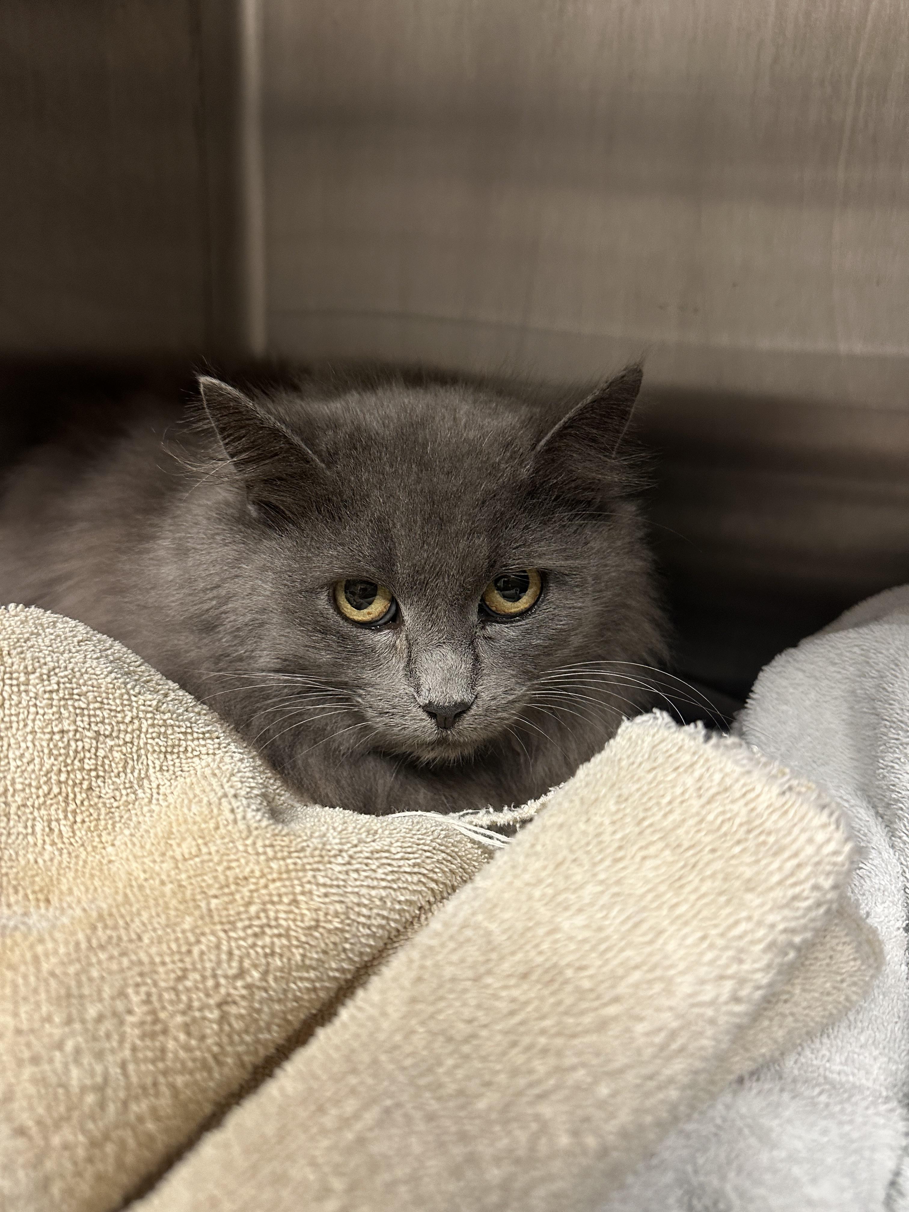 Cameron, a Adoptable Domestic Long Hair in Grand Rapids, MI image 1/3
