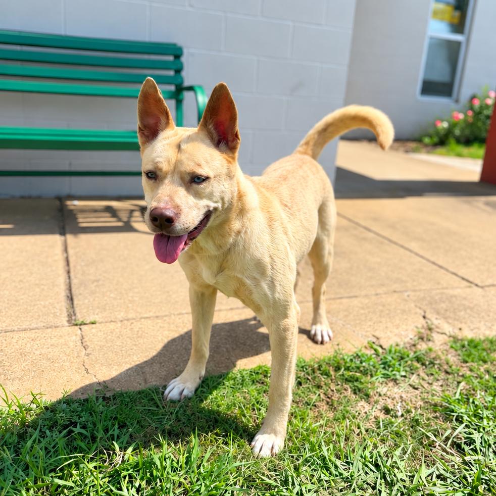 Charlie, Adoptable, Adult Female Mixed Breed.