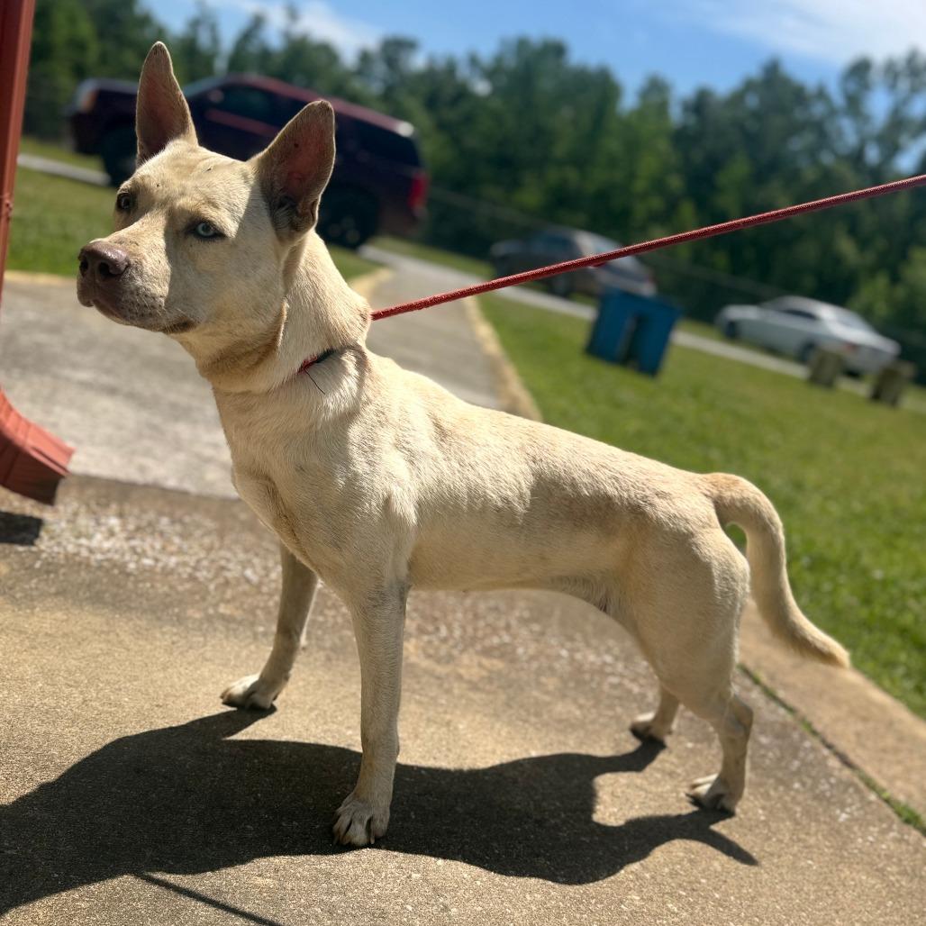 Enlarge Charlie, a Adoptable Mixed Breed in Corinth, MS image 2/2