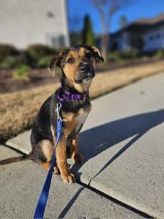 Roxie, ADOPTABLE, Puppy Female Shepherd.