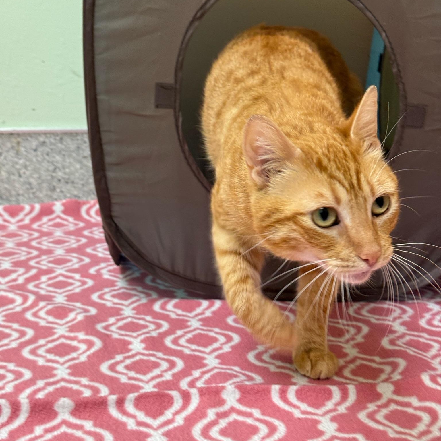 Vixen, ADOPTABLE, Young Female Domestic Short Hair.
