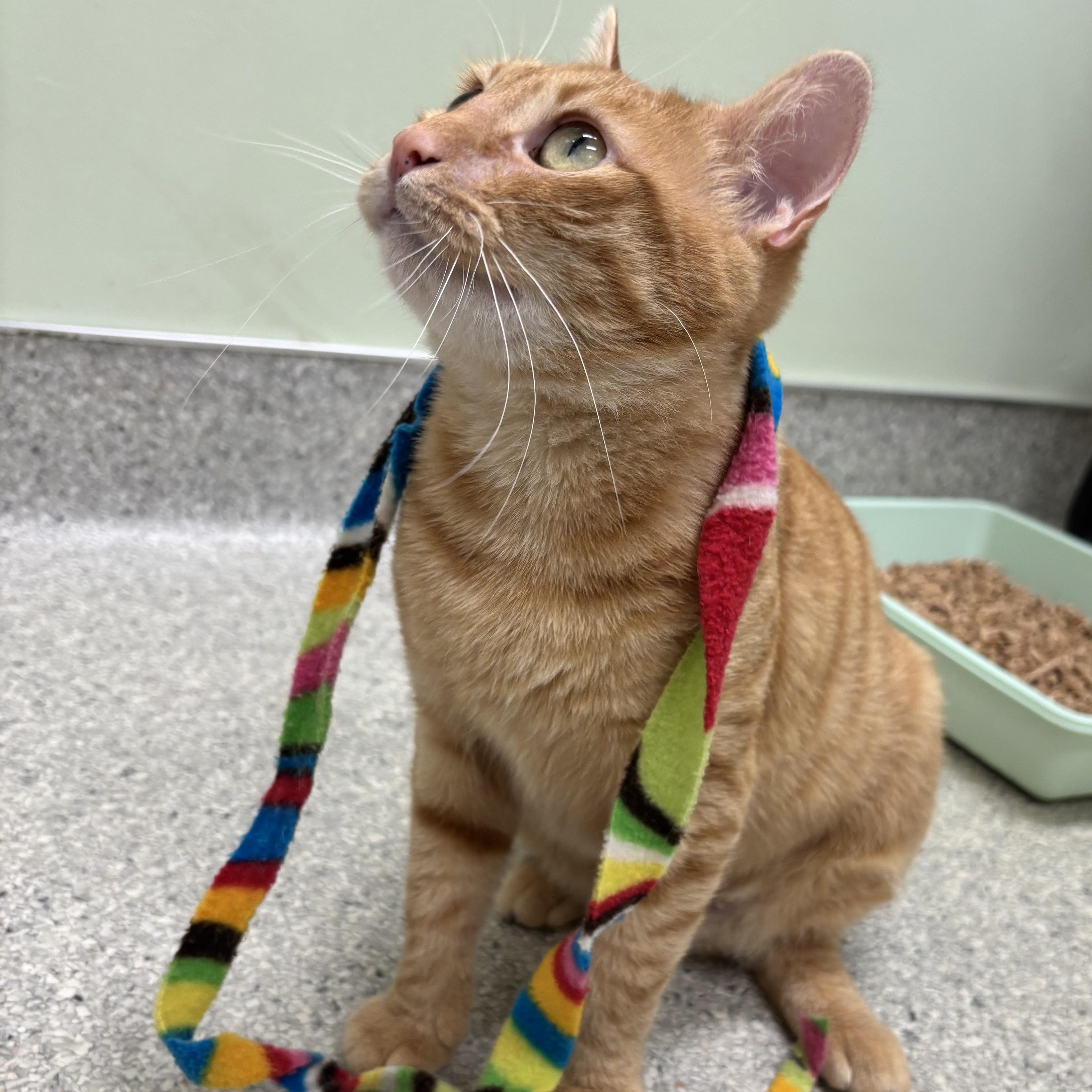 Vixen, a ADOPTABLE Domestic Short Hair in Kent, WA image 4/5