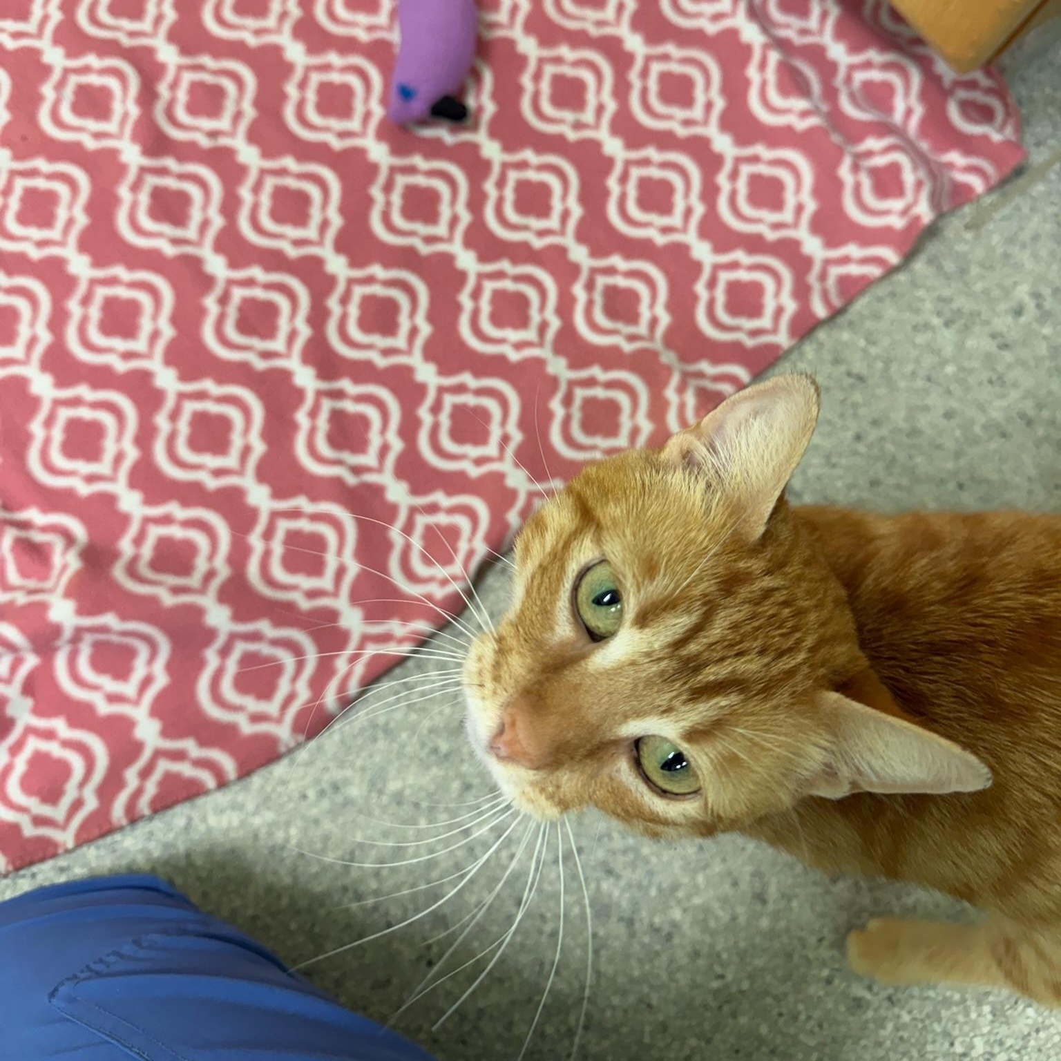 Vixen, a ADOPTABLE Domestic Short Hair in Kent, WA image 3/3