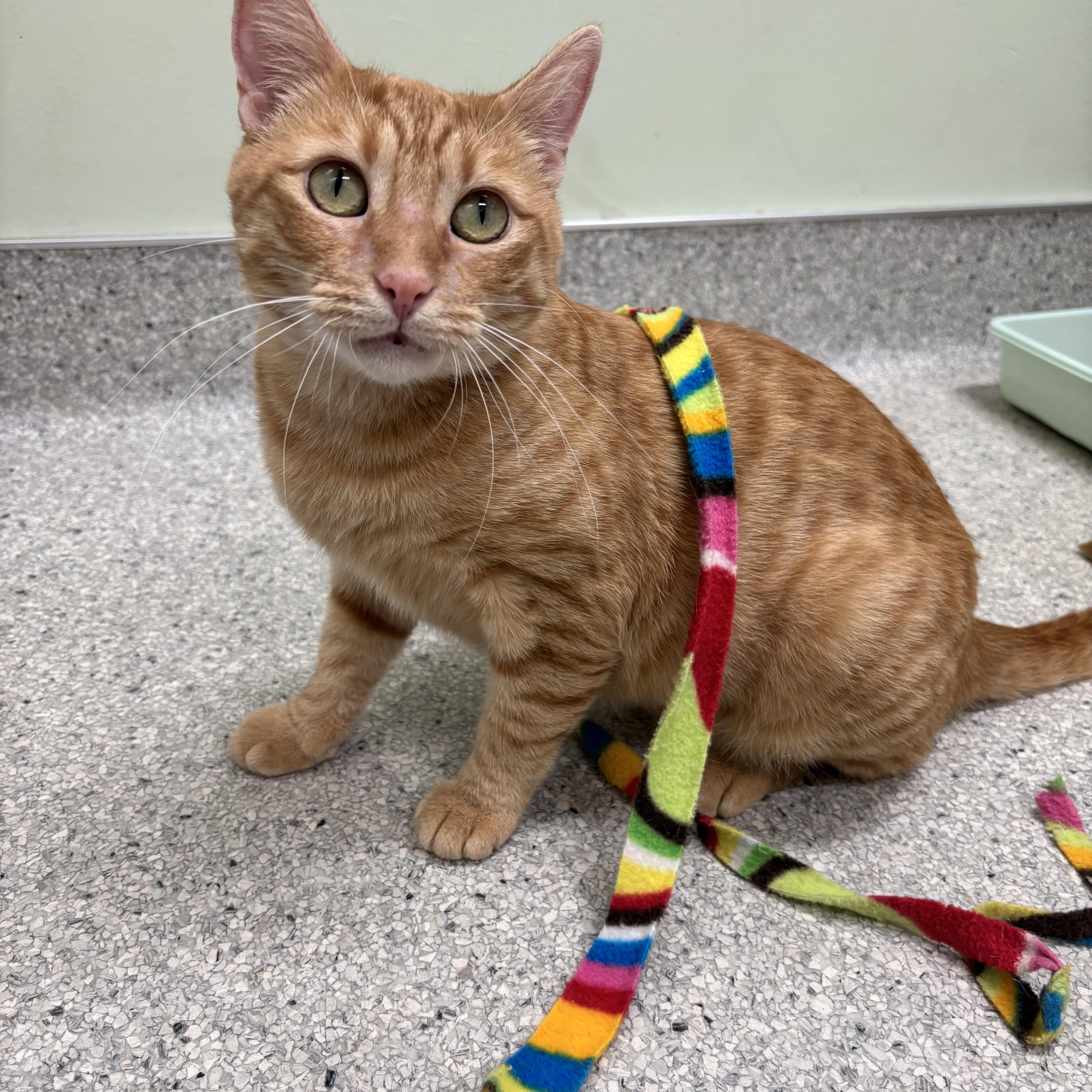 Vixen, a ADOPTABLE Domestic Short Hair in Kent, WA image 1/5