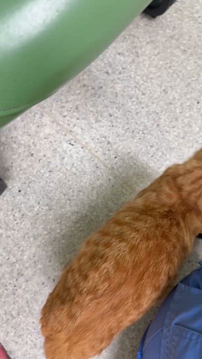 Enlarge Vixen, a ADOPTABLE Domestic Short Hair in Kent, WA video 2/3
