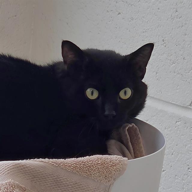 Enlarge PANCETTA, a Adoptable Munchkin in Centerville, MA image 1/1