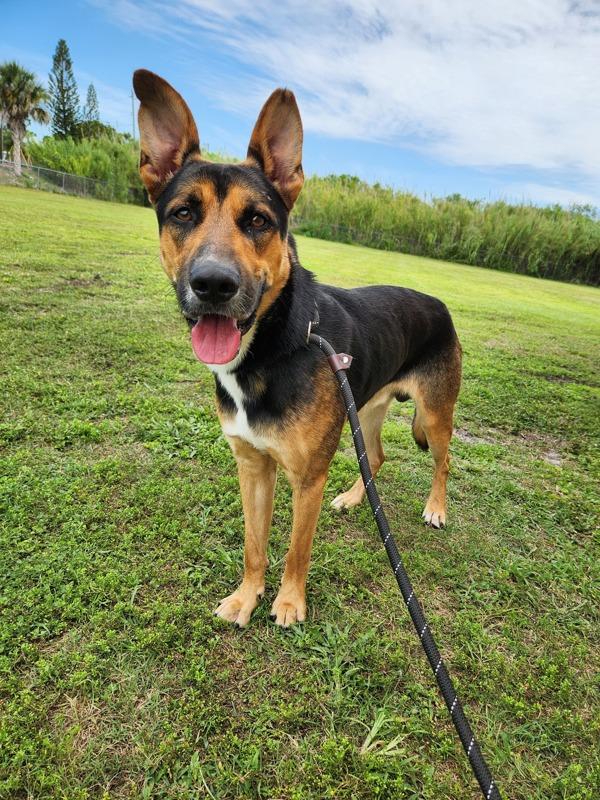 Enlarge Griffin, a Adoptable mixed breed in Melbourne, FL image 2/2