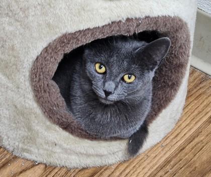 Enlarge Atlas, a Adoptable Domestic Short Hair in Dahlonega, GA image 1/1