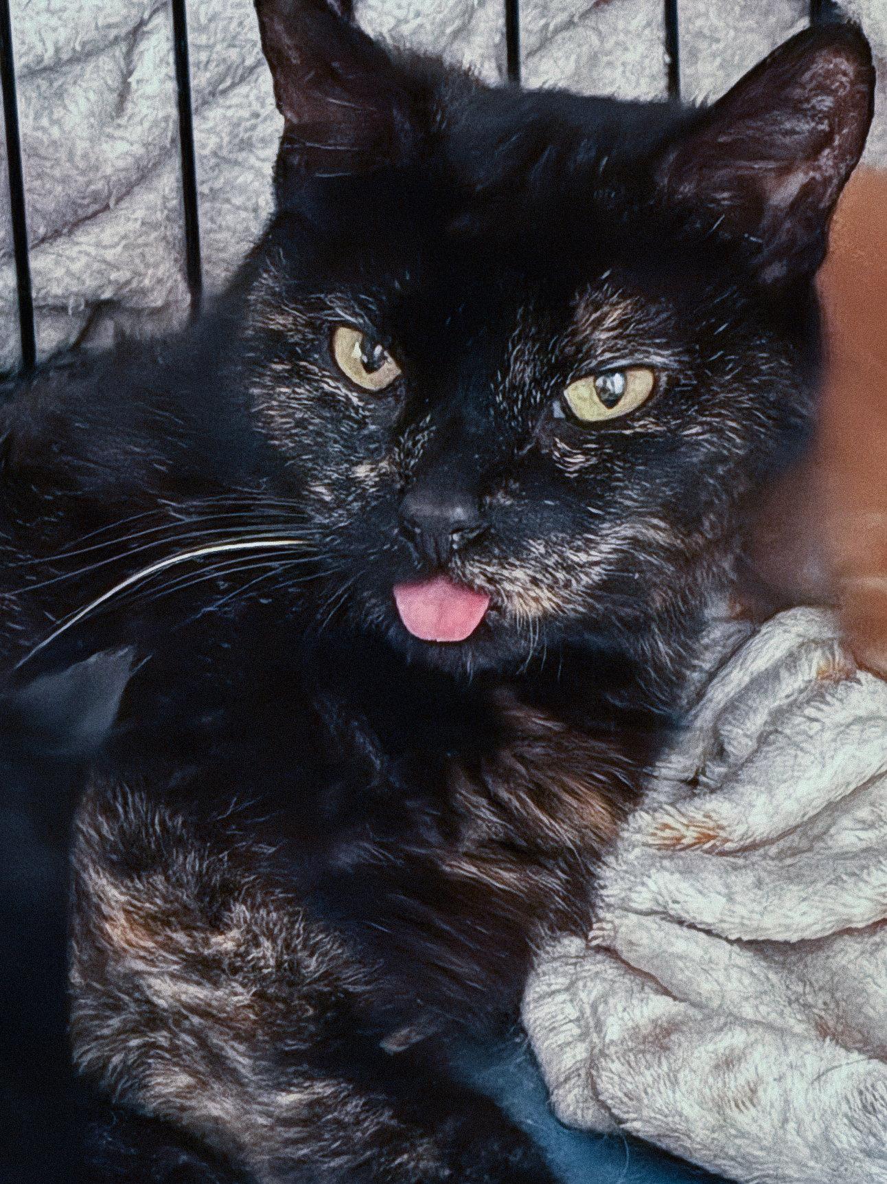 Enlarge Catfish, a Adoptable Tortoiseshell in San Jose, CA image 1/3