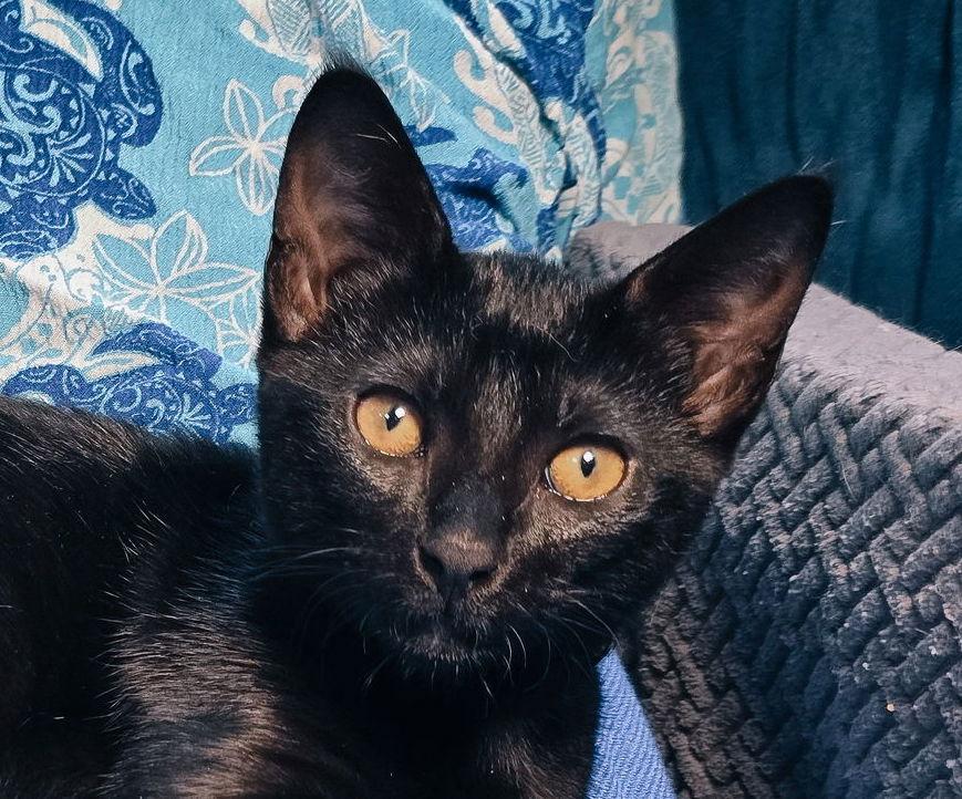 Enlarge Catfish, a Adoptable Tortoiseshell in San Jose, CA image 2/3