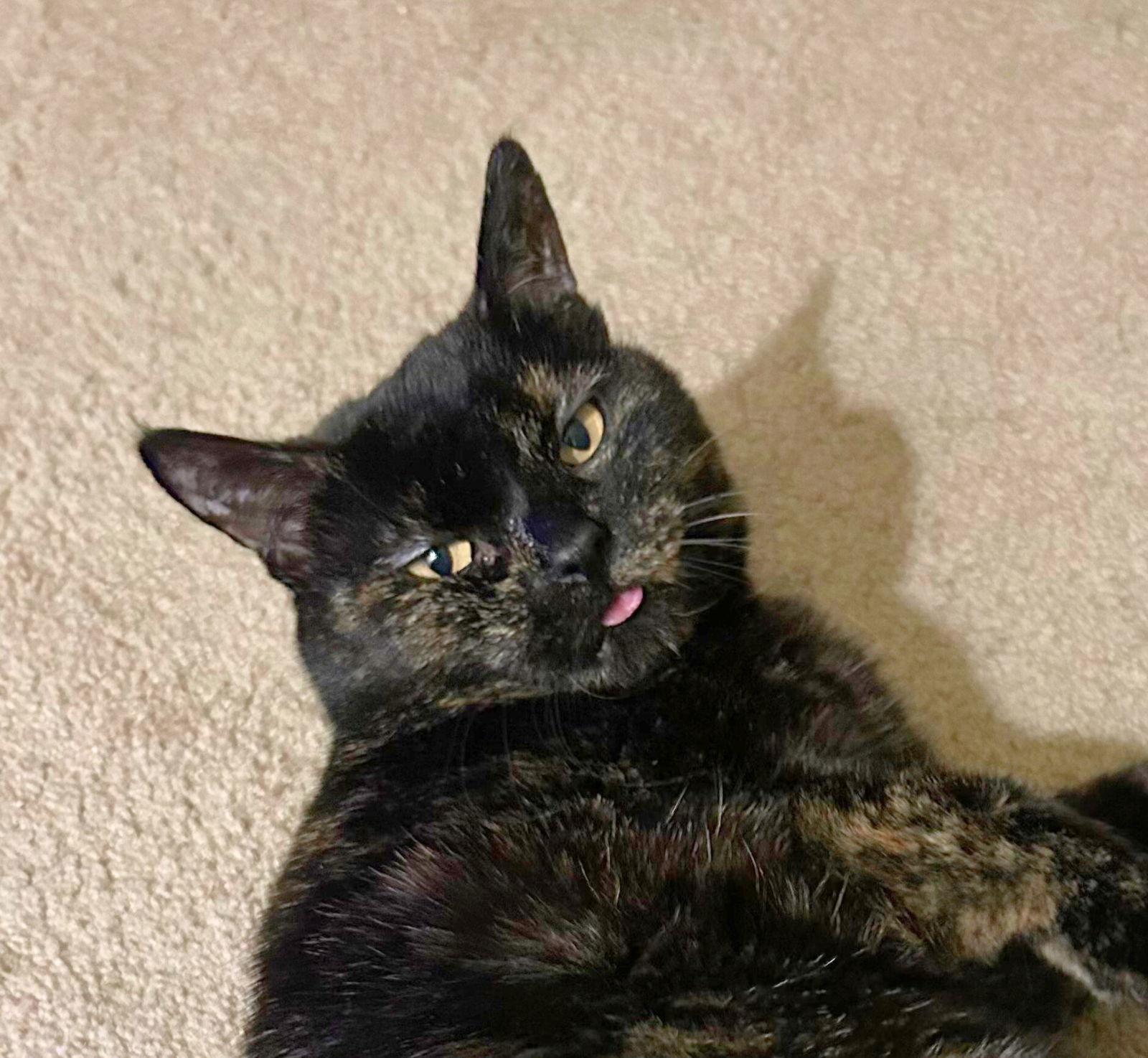 Enlarge Catfish, a Adoptable Tortoiseshell in San Jose, CA image 2/3