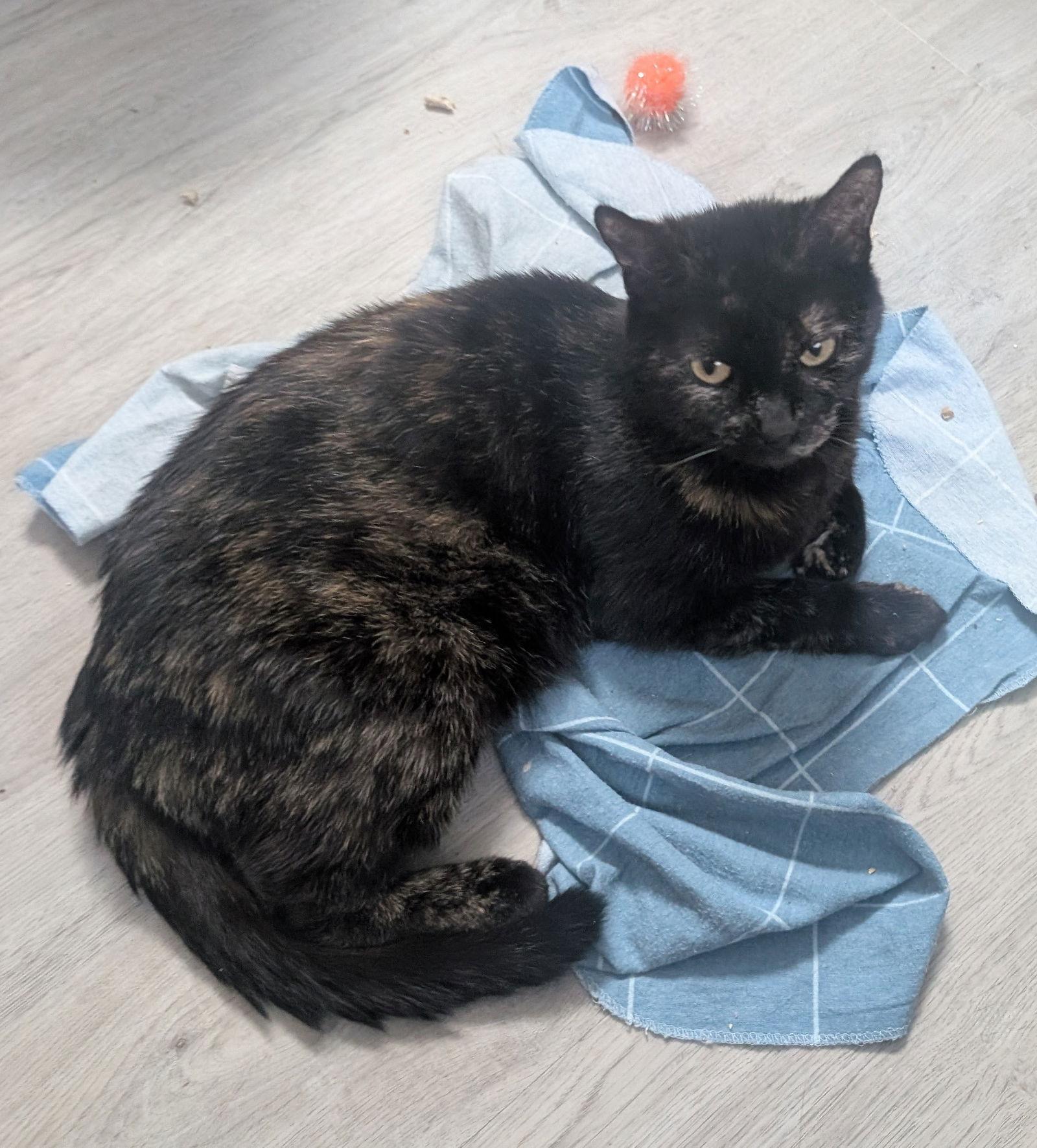 Enlarge Catfish, a Adoptable Tortoiseshell in San Jose, CA image 3/3