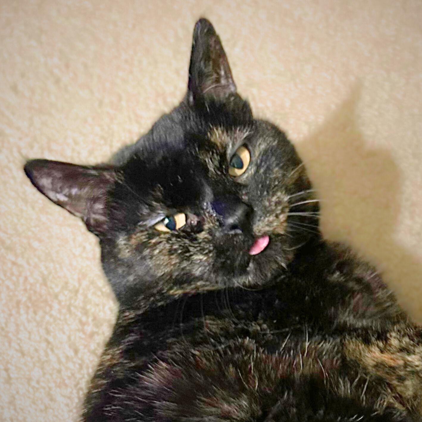 Enlarge Catfish, a Adoptable Tortoiseshell in San Jose, CA image 3/3