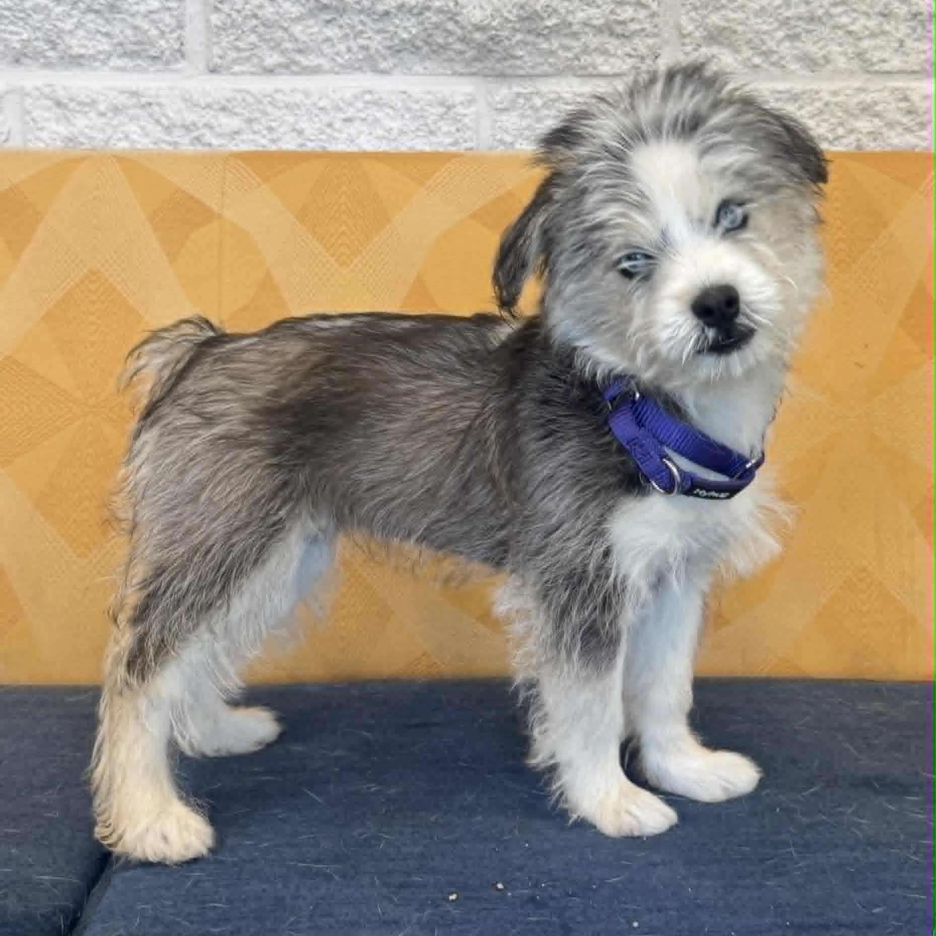 Shayla, adopted, Puppy Female Husky.