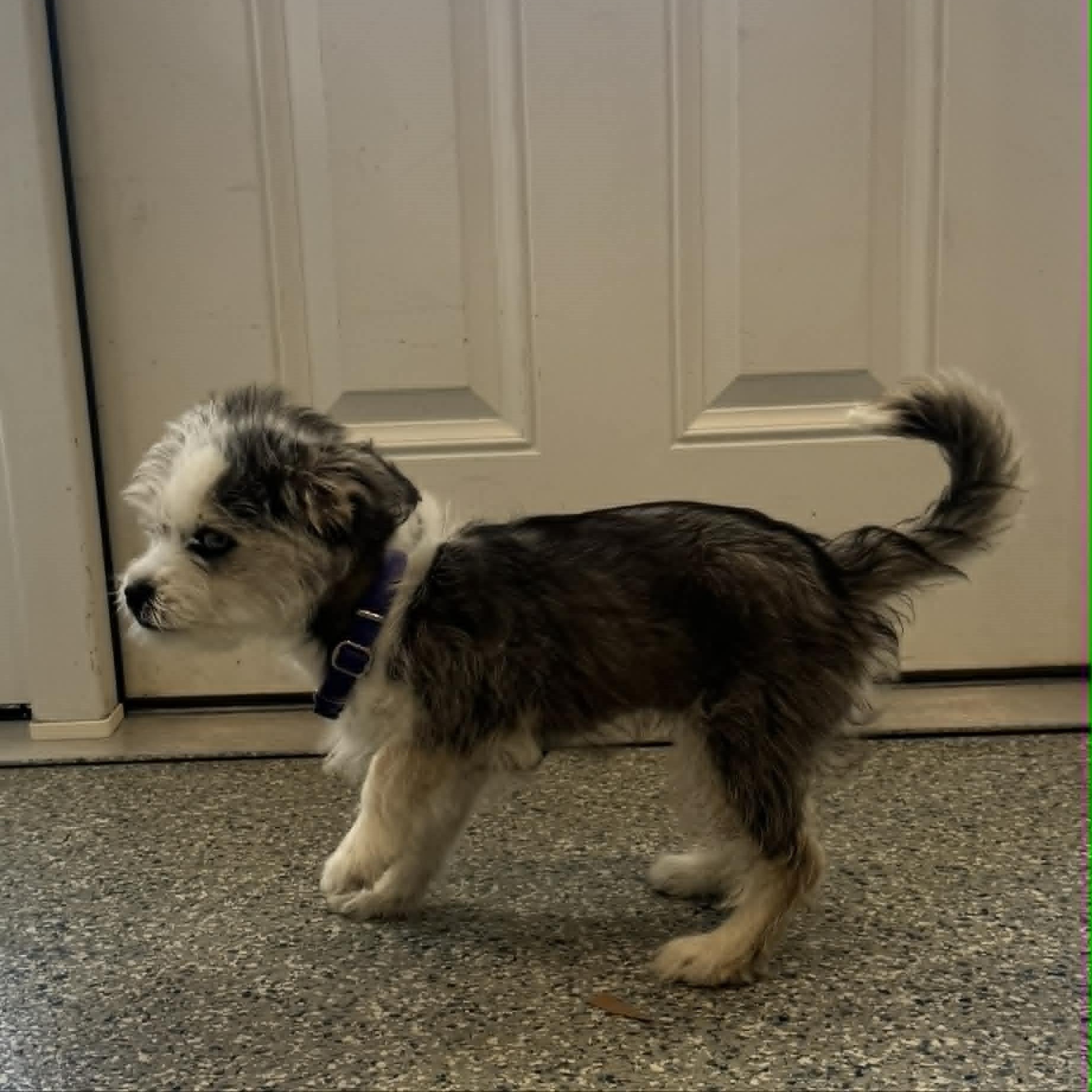 Enlarge Shayla, an adopted mixed breed in Danbury, CT image 4/6