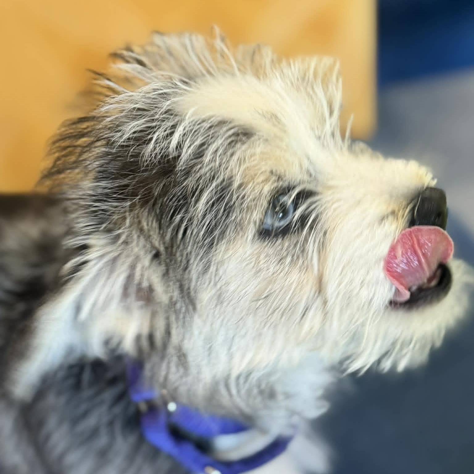 Enlarge Shayla, an adopted mixed breed in Danbury, CT image 5/6