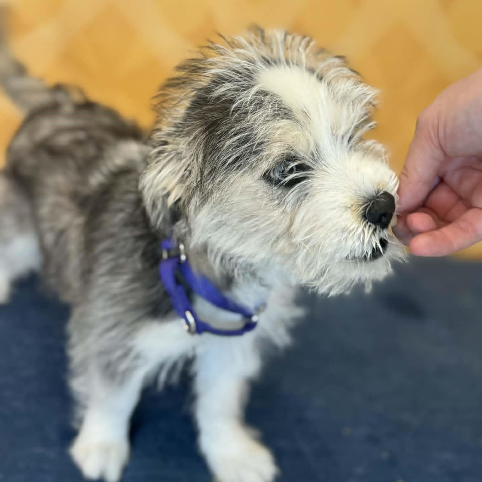 Enlarge Shayla, an adopted mixed breed in Danbury, CT image 3/6