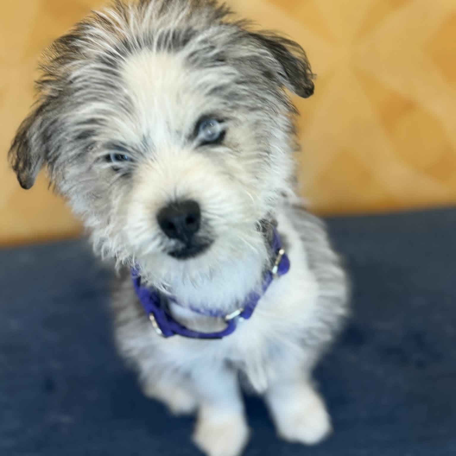 Enlarge Shayla, an adopted mixed breed in Danbury, CT image 2/6