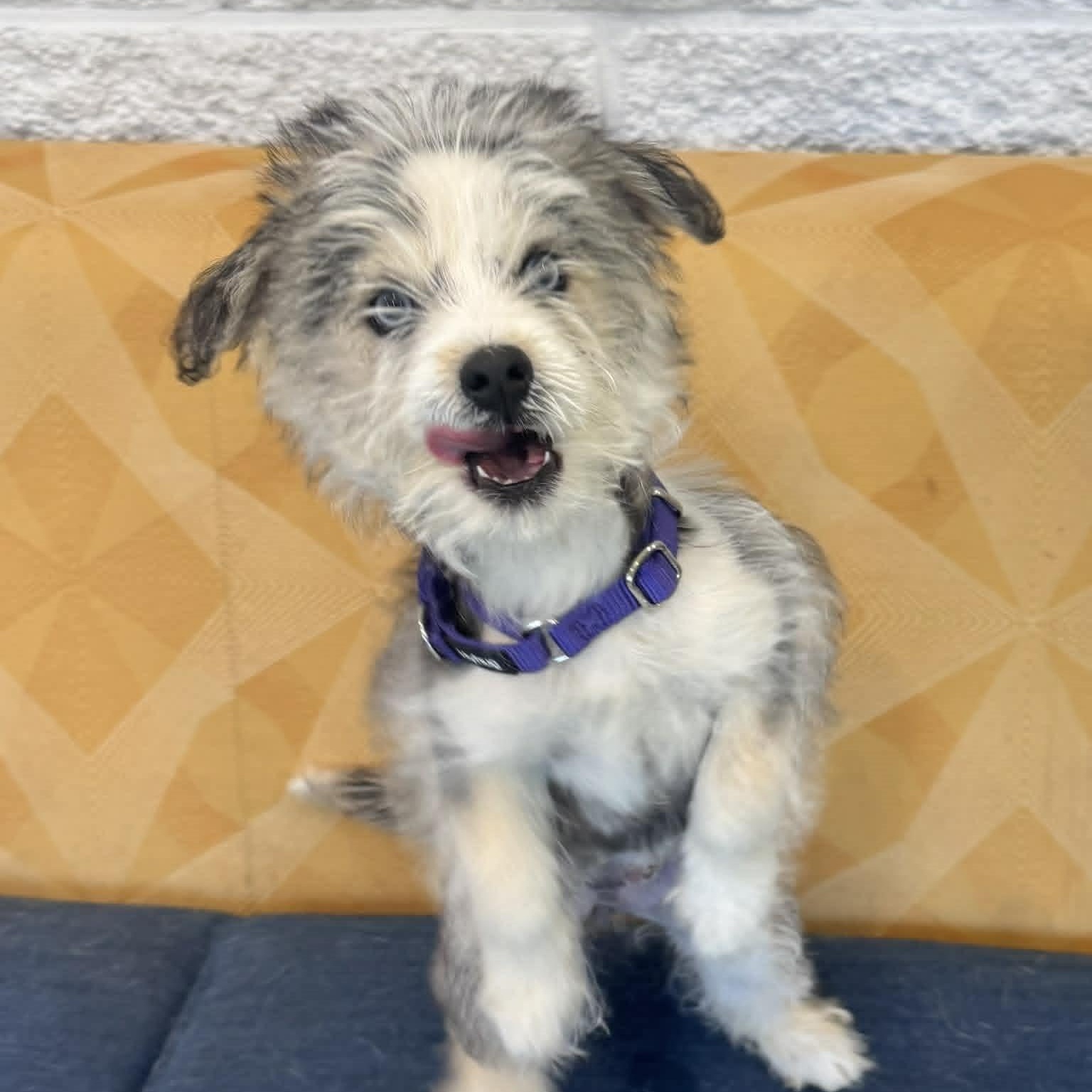 Enlarge Shayla, an adopted mixed breed in Danbury, CT image 6/6