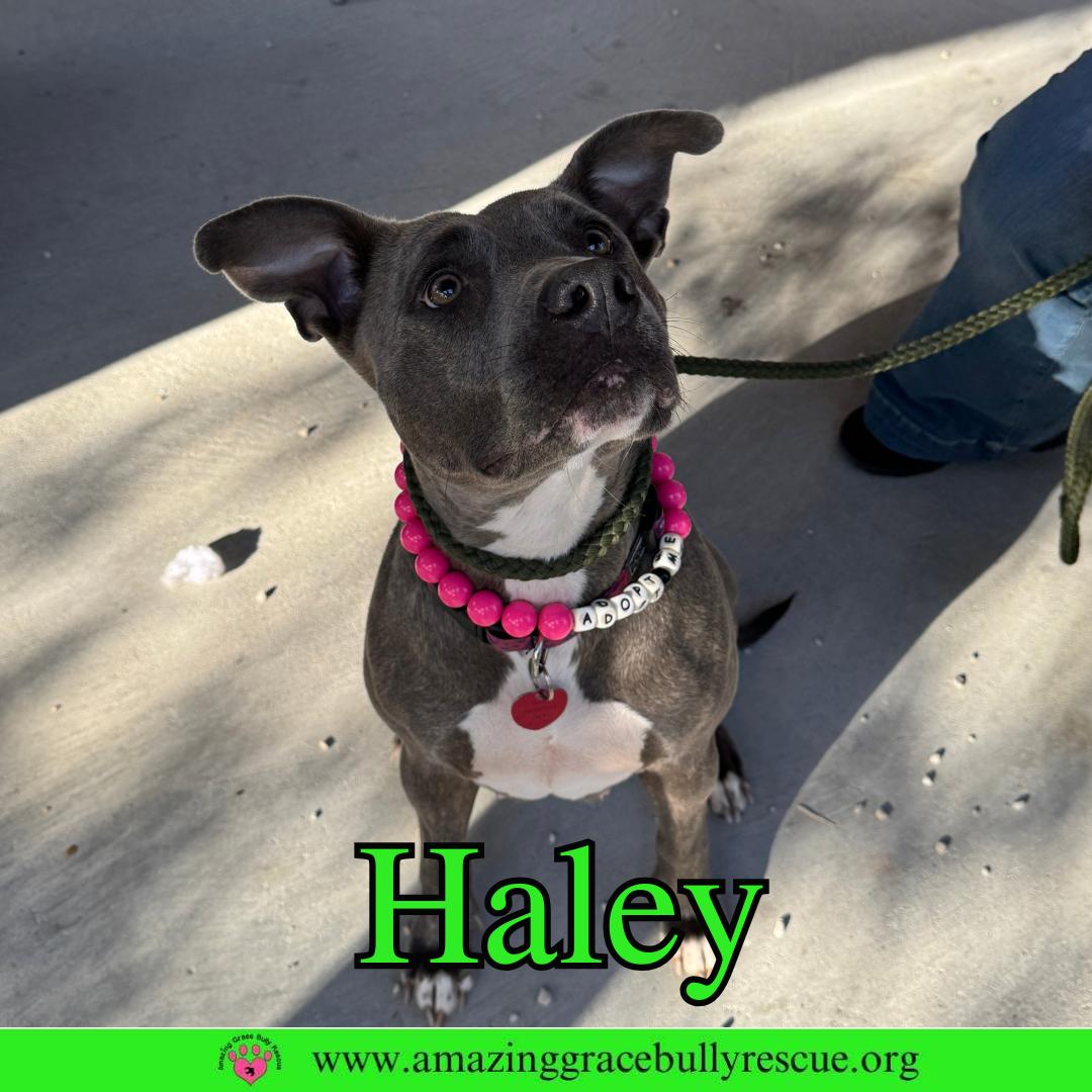 Haley, Adoptable, Young Female Pit Bull Terrier.
