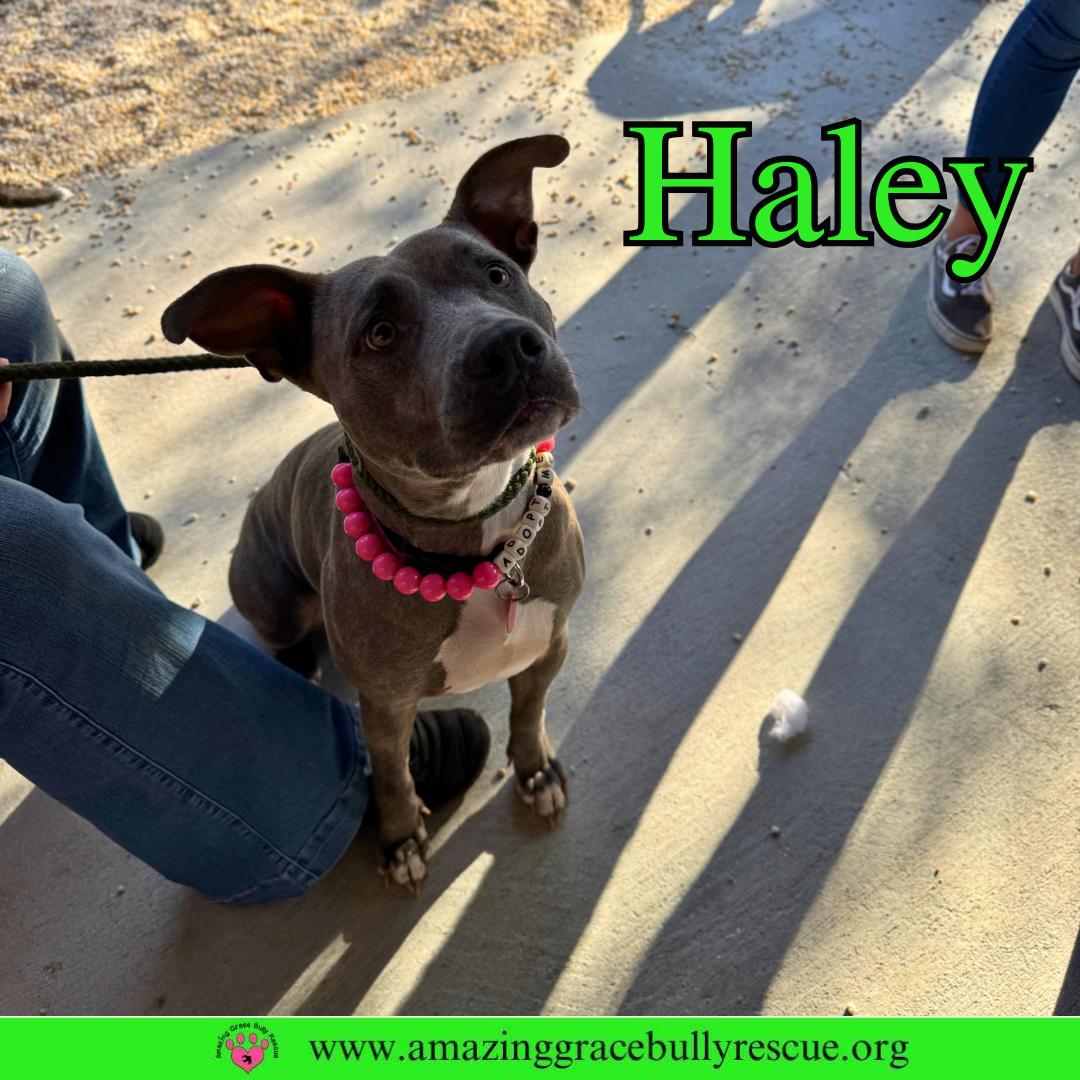 Enlarge Haley, a Adoptable Pit Bull Terrier in Pensacola, FL image 2/3