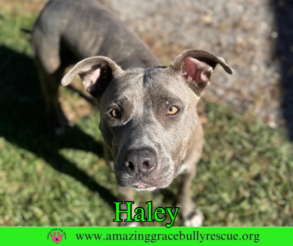 Haley, a Adoptable Pit Bull Terrier in Pensacola, FL image 1/3