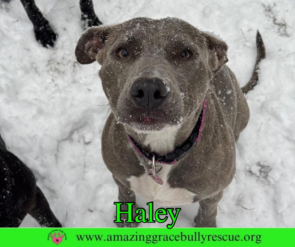 Haley, a Adoptable Pit Bull Terrier in Pensacola, FL image 2/3