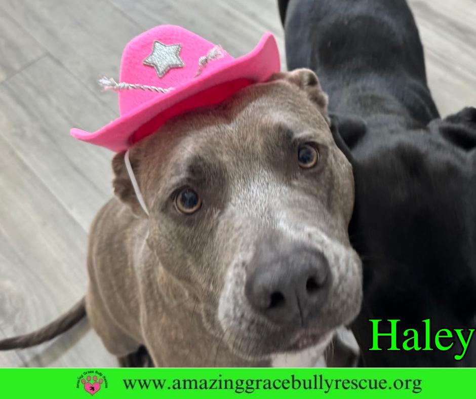 Haley, a Adoptable Pit Bull Terrier in Pensacola, FL image 3/3