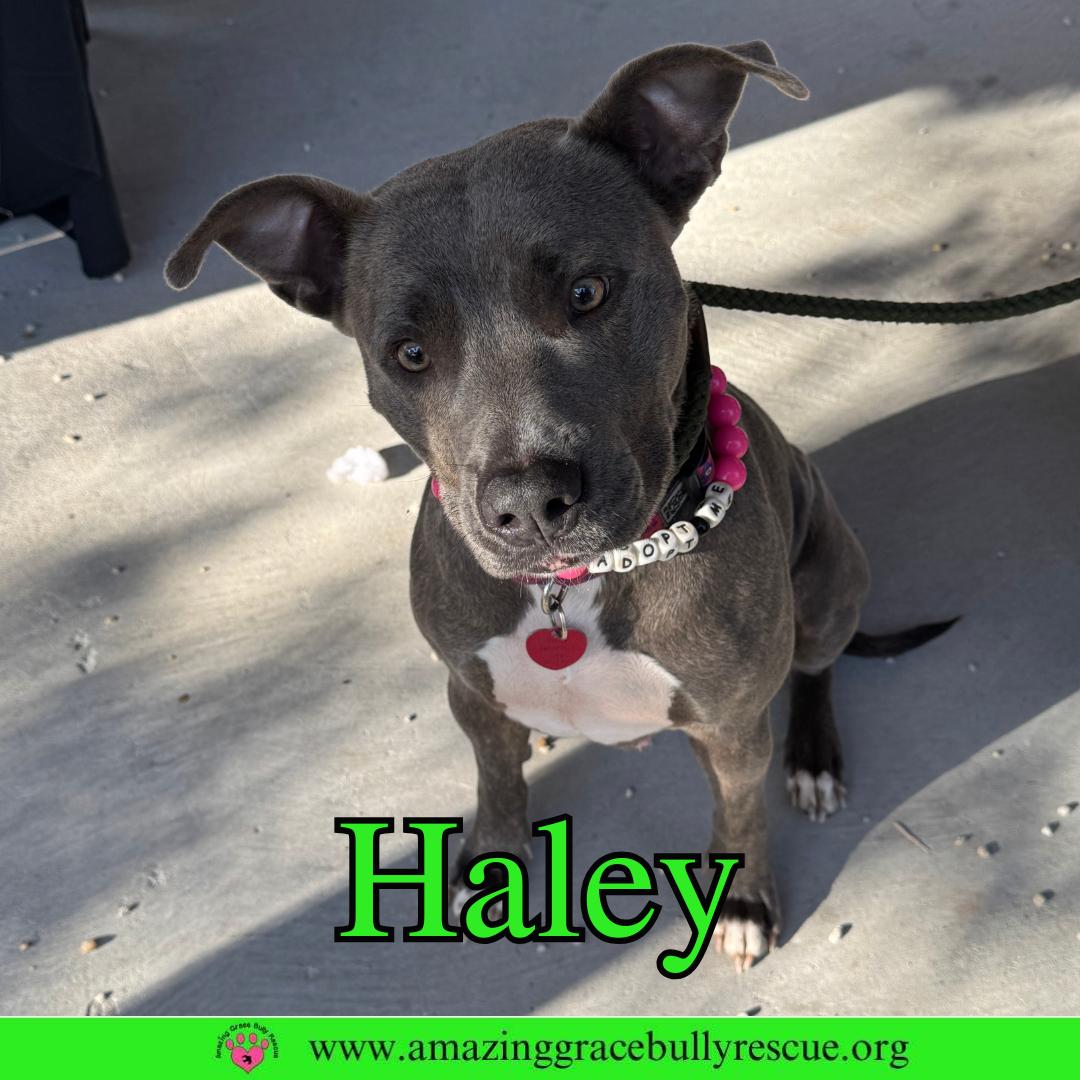 Enlarge Haley, a Adoptable Pit Bull Terrier in Pensacola, FL image 3/3