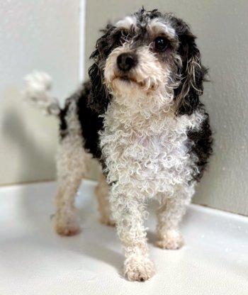 Rosie, an adopted Poodle in Bedford Hills, NY image 3/3