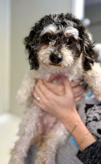 Rosie, an adopted Poodle in Bedford Hills, NY image 2/3