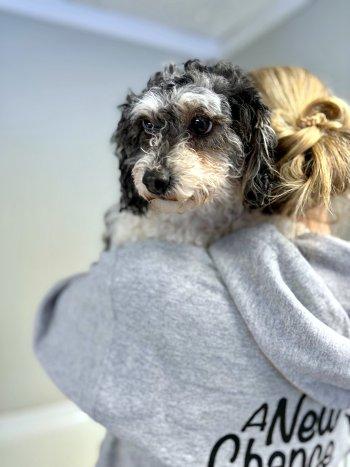 Rosie, an adopted Poodle in Bedford Hills, NY image 1/3
