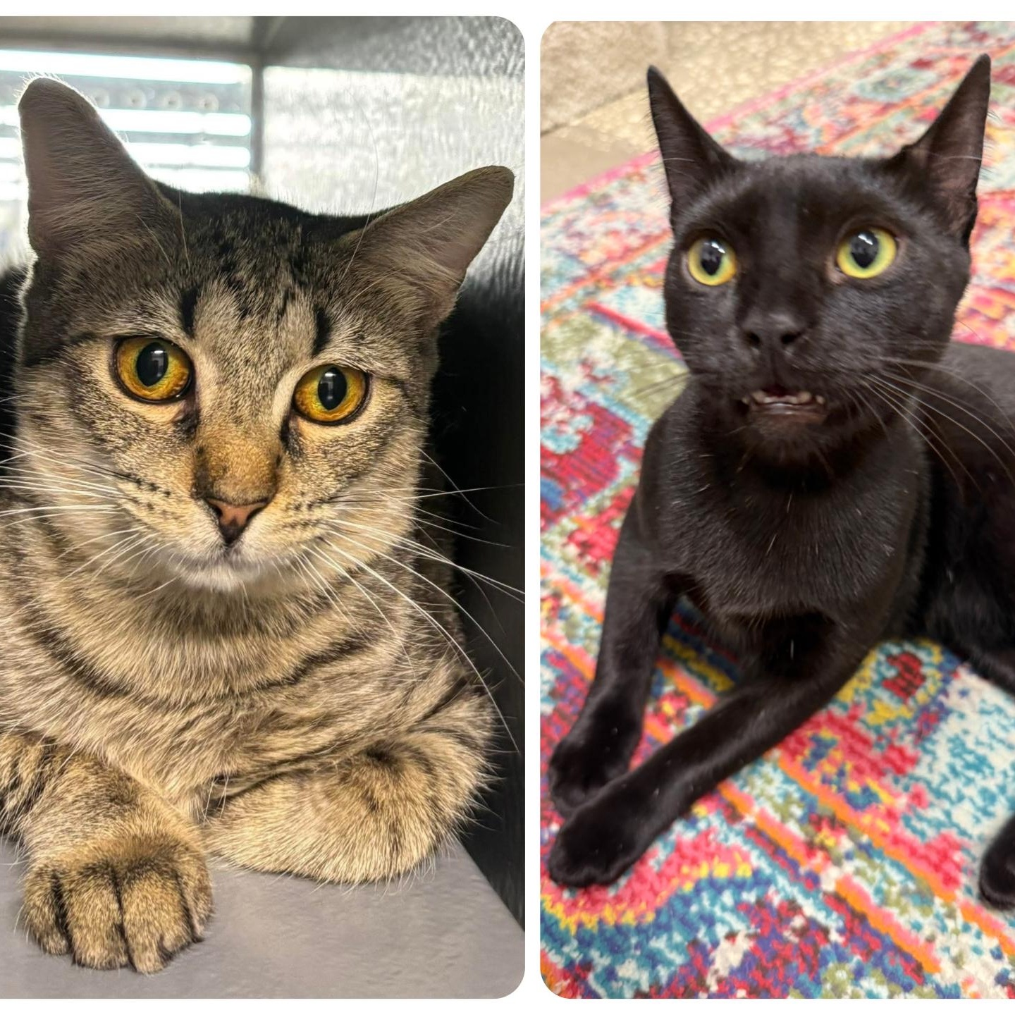 Acorn & Pinecone, a Adoptable Domestic Short Hair in Oldsmar, FL image 2/4