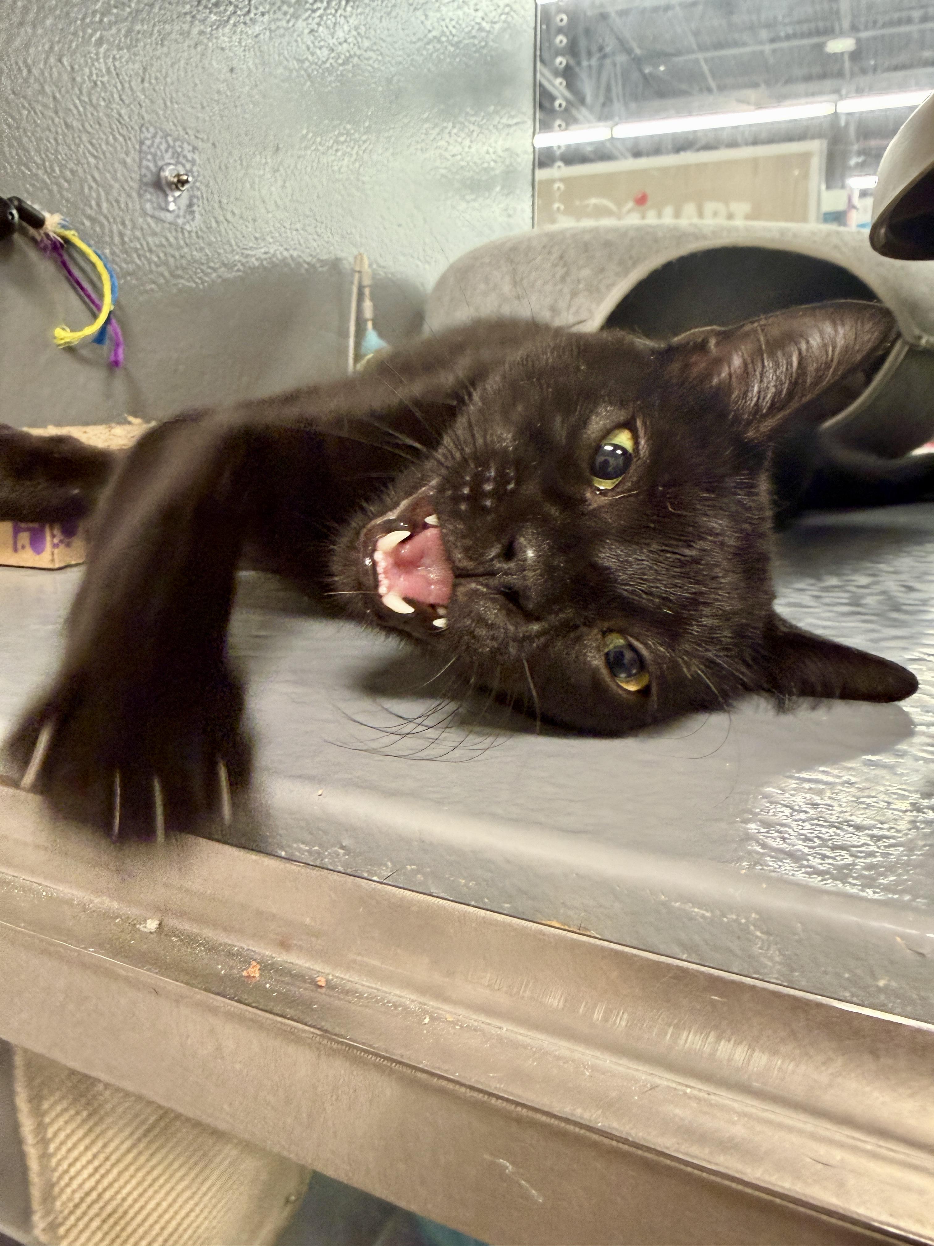 Acorn & Pinecone, a Adoptable Domestic Short Hair in Oldsmar, FL image 4/4