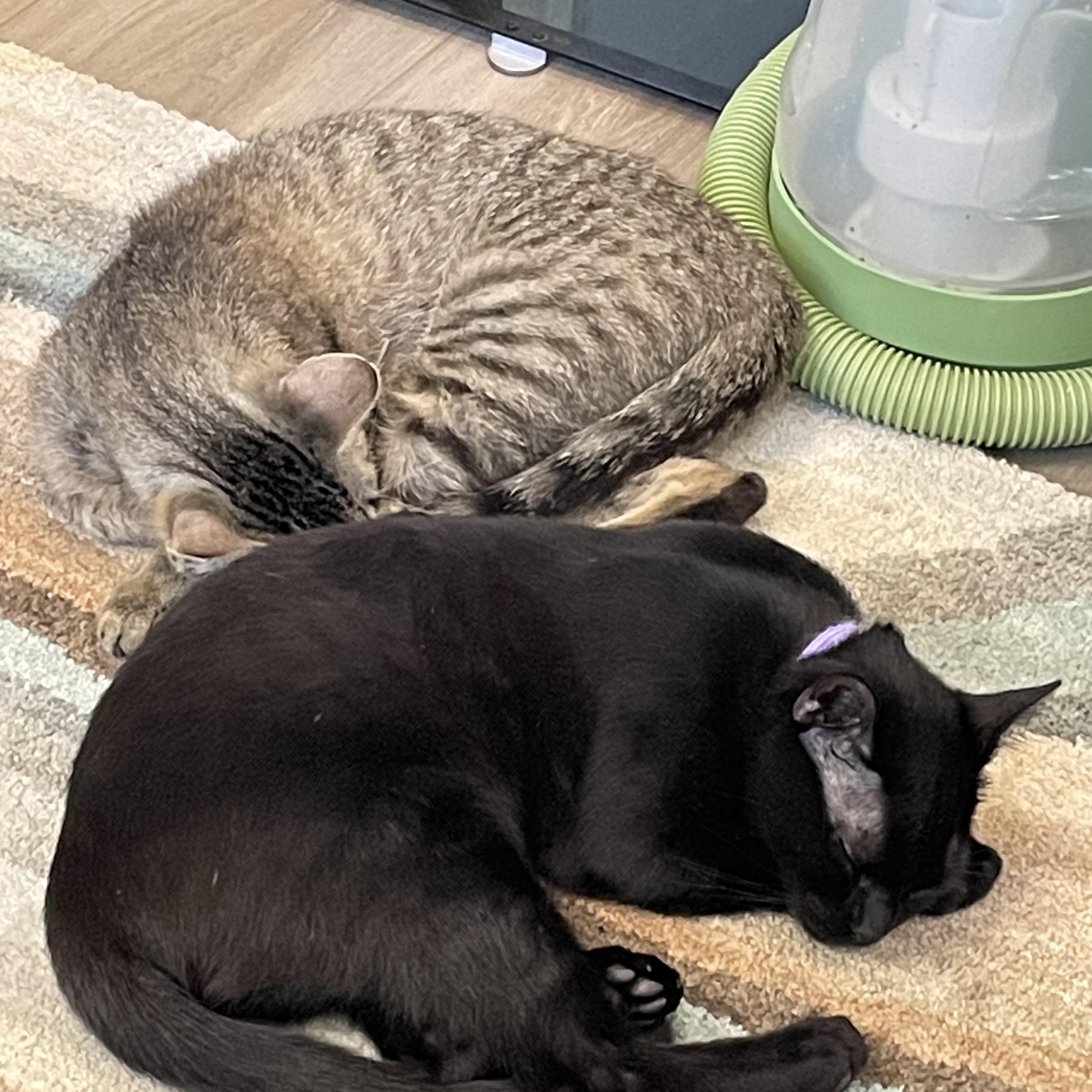 Acorn & Pinecone, a Adoptable Domestic Short Hair in Oldsmar, FL image 3/4