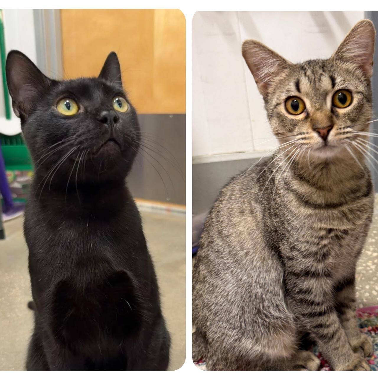 Acorn & Pinecone, a Adoptable Domestic Short Hair in Oldsmar, FL image 1/4