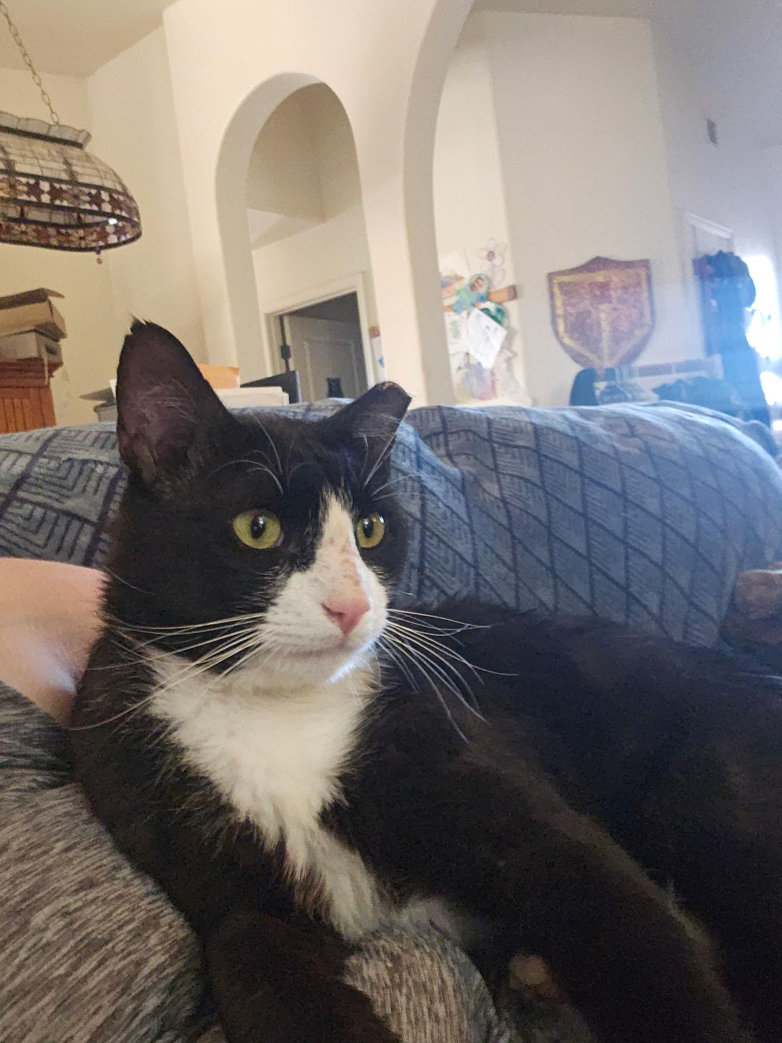 Meowsters, ADOPTABLE, Adult Male Domestic Short Hair.
