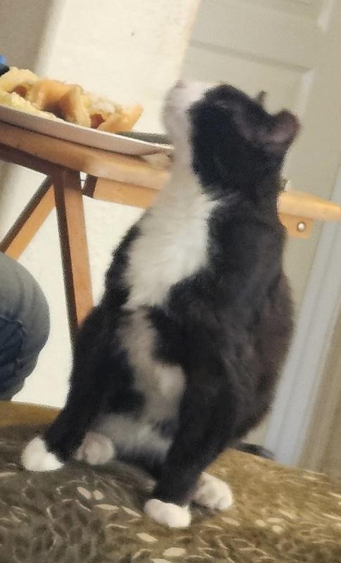 Meowsters, a ADOPTABLE Domestic Short Hair in Sierra Vista, AZ image 3/3
