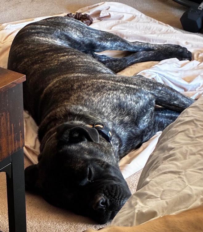 Enlarge Viggo, an adopted mixed breed in Larkspur, CO image 2/2